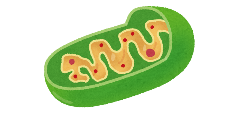 ミトコンドリア
